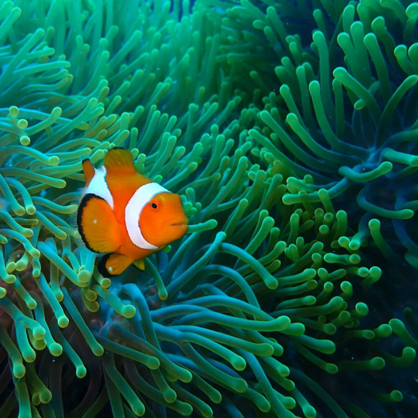 Pulau Hoga Kaledupa 2D1N